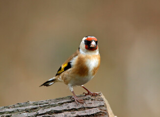 Goldfinch perched in the woods