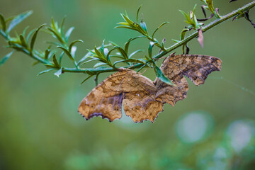 네발나비 짝짓기