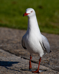 Fototapeta premium Seagull Closeup