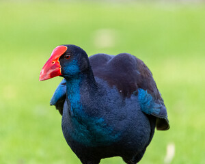 Purple Swamp Hen