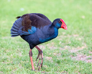 Purple Swamp Hen