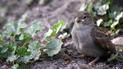 Portrait of a chick sparrow against a background of grass.