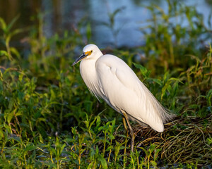 Egret