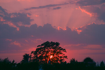 Fototapeta premium La vie en rose