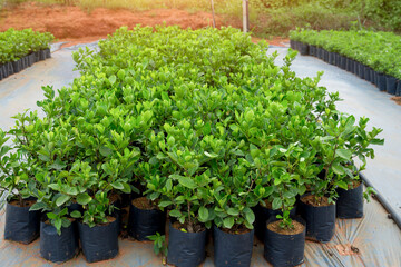 Many young green coniferous trees in pots in a nursery garden.