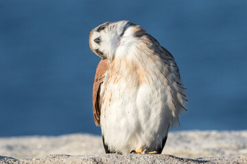 Australian Nankeen Kestrel turning is't head from side to side