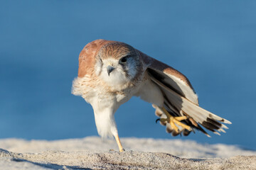 Australian Nankeen Kestrel stretching it's wings