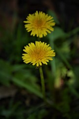 dandelion flower