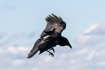 Australian Raven in flight with wings open