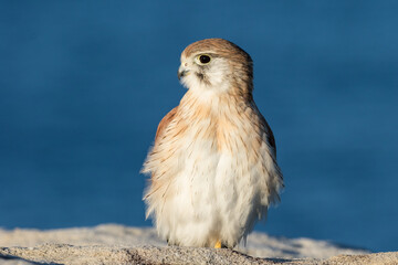 Australian Nankeen Kestrel resting on cliff top edge