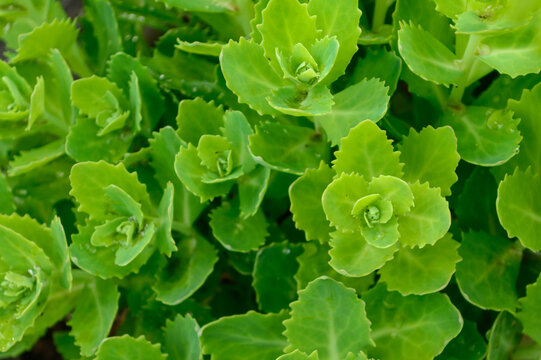 orpine plant leaves on flowerbed making green backgound