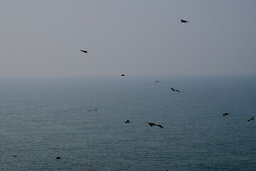 Fototapeta na wymiar eagles flying over the sea in Goa