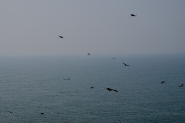 eagles flying over the sea in Goa