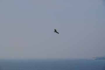 Fototapeta na wymiar Eagle in flight