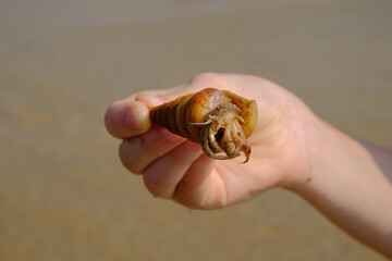 Shell in hand