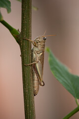 Grasshopper on a Tree