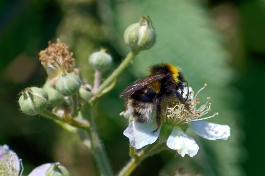 Close up image of a bumblebee on a wild rose in the summer sunshine