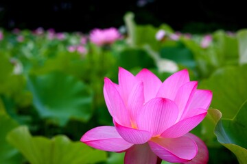 Fototapeta premium 蓮の花