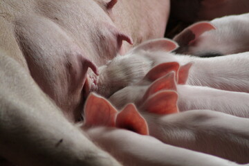 new born pigs feeding
