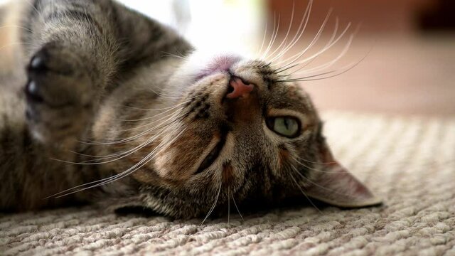 close up of a cat laying on her back on carpet looking at you