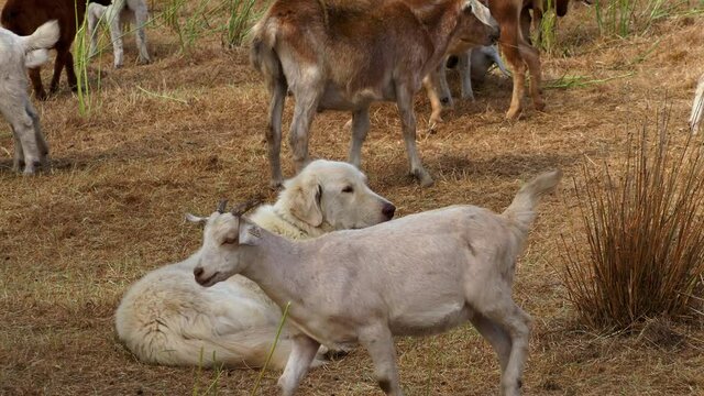 Large white heading dog resting among lots of goats