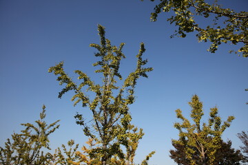 yellow leaves against blue sky