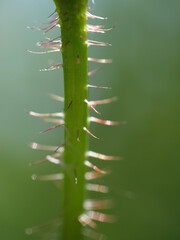 Distel Pflanze Grün Natur Makro
