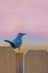 Grey catbird perched on fence at sunset in summer