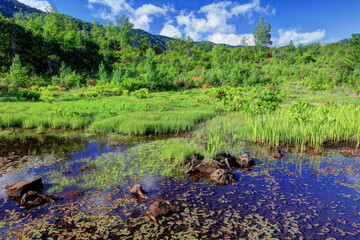 新緑の偲ぶの池
