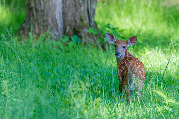 Baby deer in forest in summer