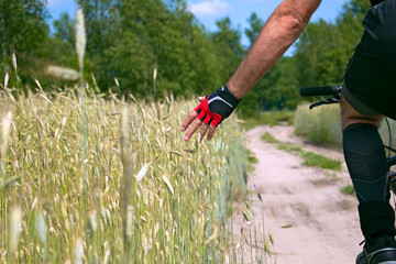 Cyclist in the fields touching the grain with his hand