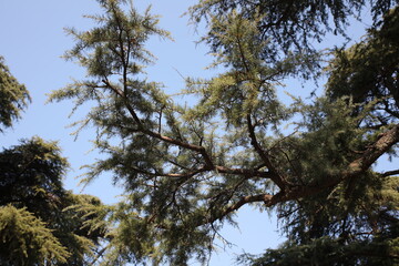 pine tree branches