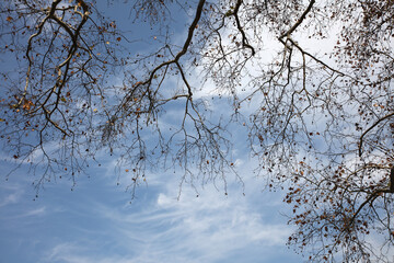 Obraz premium tree branches against blue sky background