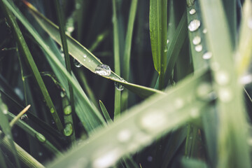 Water drops on grass 2