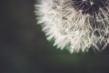 Close up of dandelion