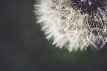 Fototapeten Close up of dandelion © AristilisPhotography