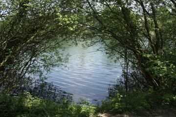 lake in the forest