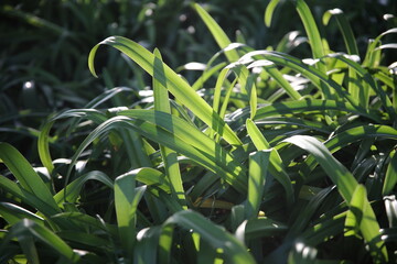 green grass in the garden