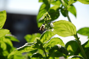 バジルとミツバチ