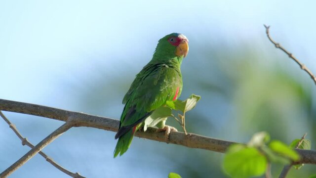 Red lored parrot (Amazona autumnalis) on the branch with blue background.