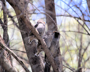 Two Little Wattlebird fledglings (Anthochaera chrysoptera), South Australia