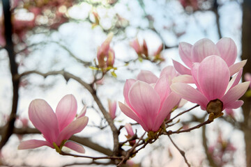 Beautiful magnolia flower. A closeup of a pink flower. Streaks on the petals.