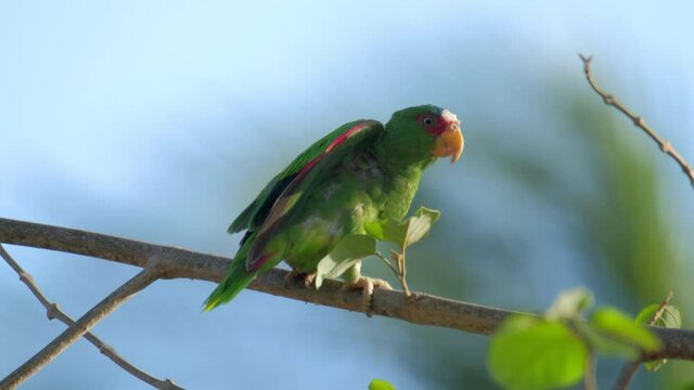 Red lored parrot (Amazona autumnalis) on the branch with blue background.