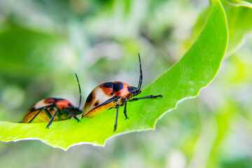 Insect, Close up of two Ladybird beetle or Ladybug on green leaf.