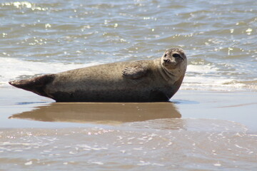 Earless seal on a mudflat.