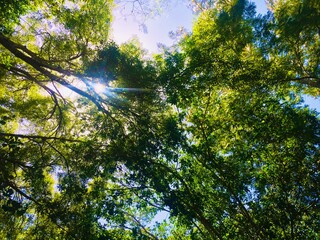 Bosque Verde.