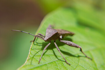 insect, brown Cotton Stainer Bug on leaf