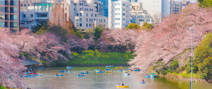 Panorama landscape image of Tokyo Japan Sakura or Cherry blossom in full blooming, Chidorigafuchi park with full bloom sakura in Tokyo, Japan.