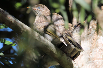 Little Wattlebird fledgling (Anthochaera chrysoptera), South Australia