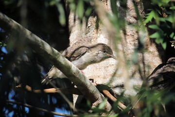 Little Wattlebird fledgling (Anthochaera chrysoptera), South Australia